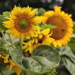 Sunflowers