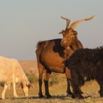 Three Goats and Three Colors Three goats and three colors