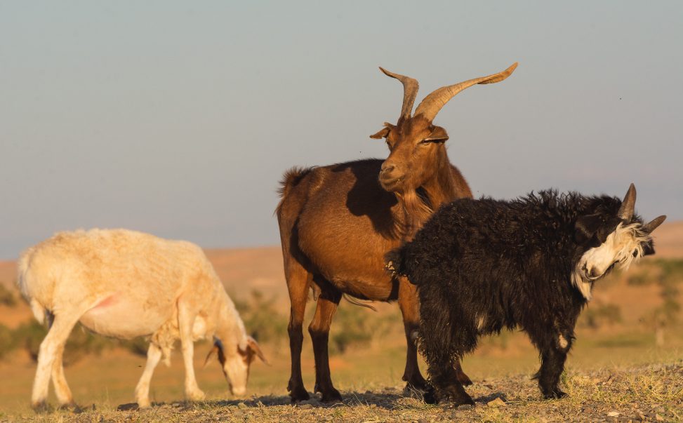 Three Goats And Three Colors | Copyright-free Photo (by M. Vorel ...