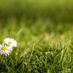 Two Daisies in the Grass Two Daisies in the Grass