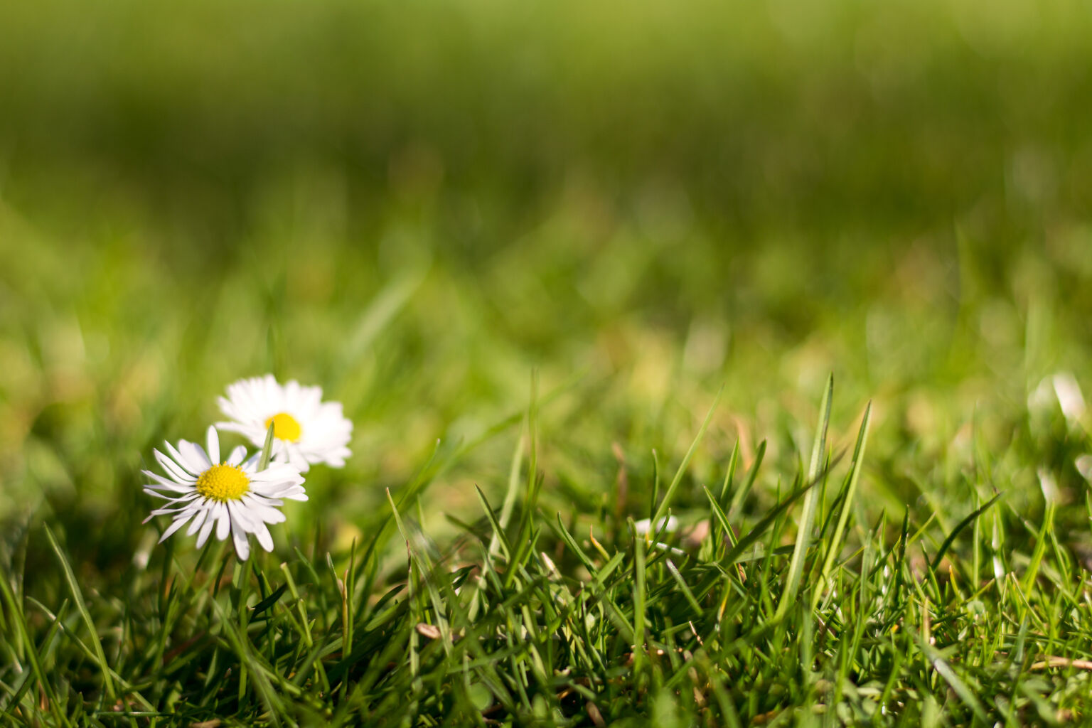 Two Daisies in the Grass | Copyright-free photo (by M. Vorel) | LibreShot