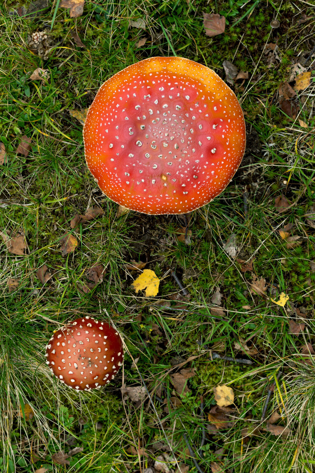 two-toadstools-in-grass-from-above-free-stock-photo-libreshot