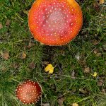 Two Toadstools in Grass from Above Two Toadstools in Grass from Above
