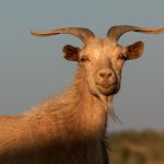 Mongolian White Goat Mongolian White Goat