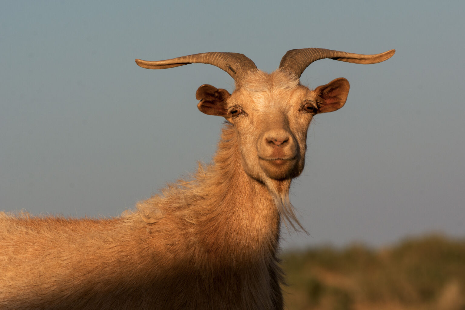 Mongolian White Goat | Copyright-free Photo (by M. Vorel) | LibreShot