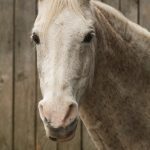 White Horse Portrait