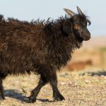 Black lamb