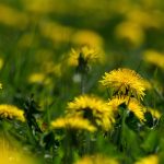 Yellow dandelions on the meadow