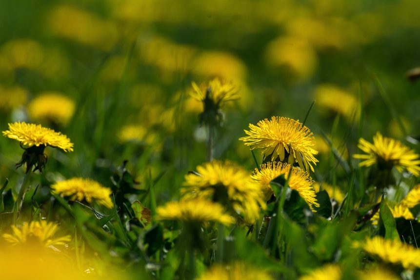 Yellow dandelions on the meadow