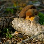 Edible Wild Porcini Mushroom on Nobs Edible wild mushroom on nobs