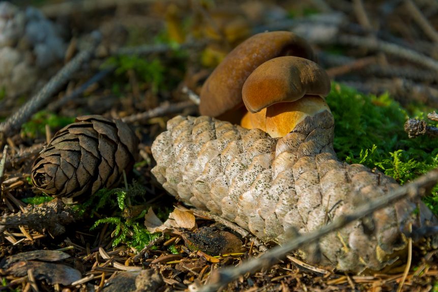 Edible wild mushroom on nobs