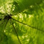 Fern close-up