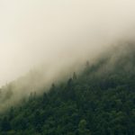 Foggy forest