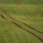 Minimalist green field landscape