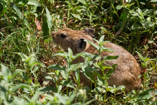 Pika de Pallas