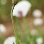 White poppy flower bud