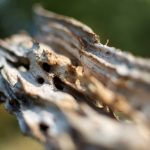 Wood eaten by bark beetle