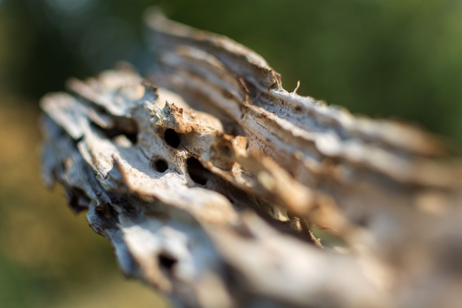 Wood Eaten by Bark Beetle Copyrightfree photo (by M. Vorel) LibreShot