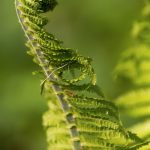 Fibonacci fern spiral