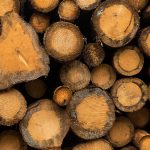Circle cut logs stacked in a forest