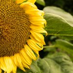 Sunflower and bumblebee