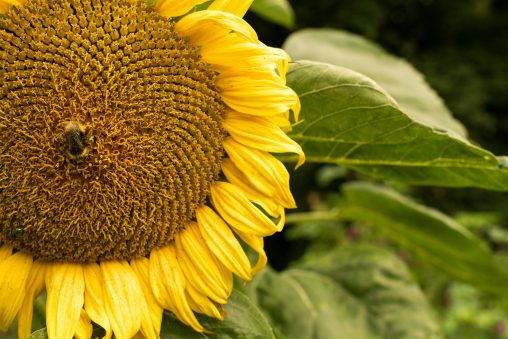 Sonnenblume und Hummel