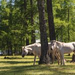 Two White Horses in the Forest two white horses in forest