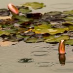 Waterlilies in the rain