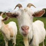 White Goats White goats