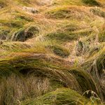 Wild grass on meadow close up