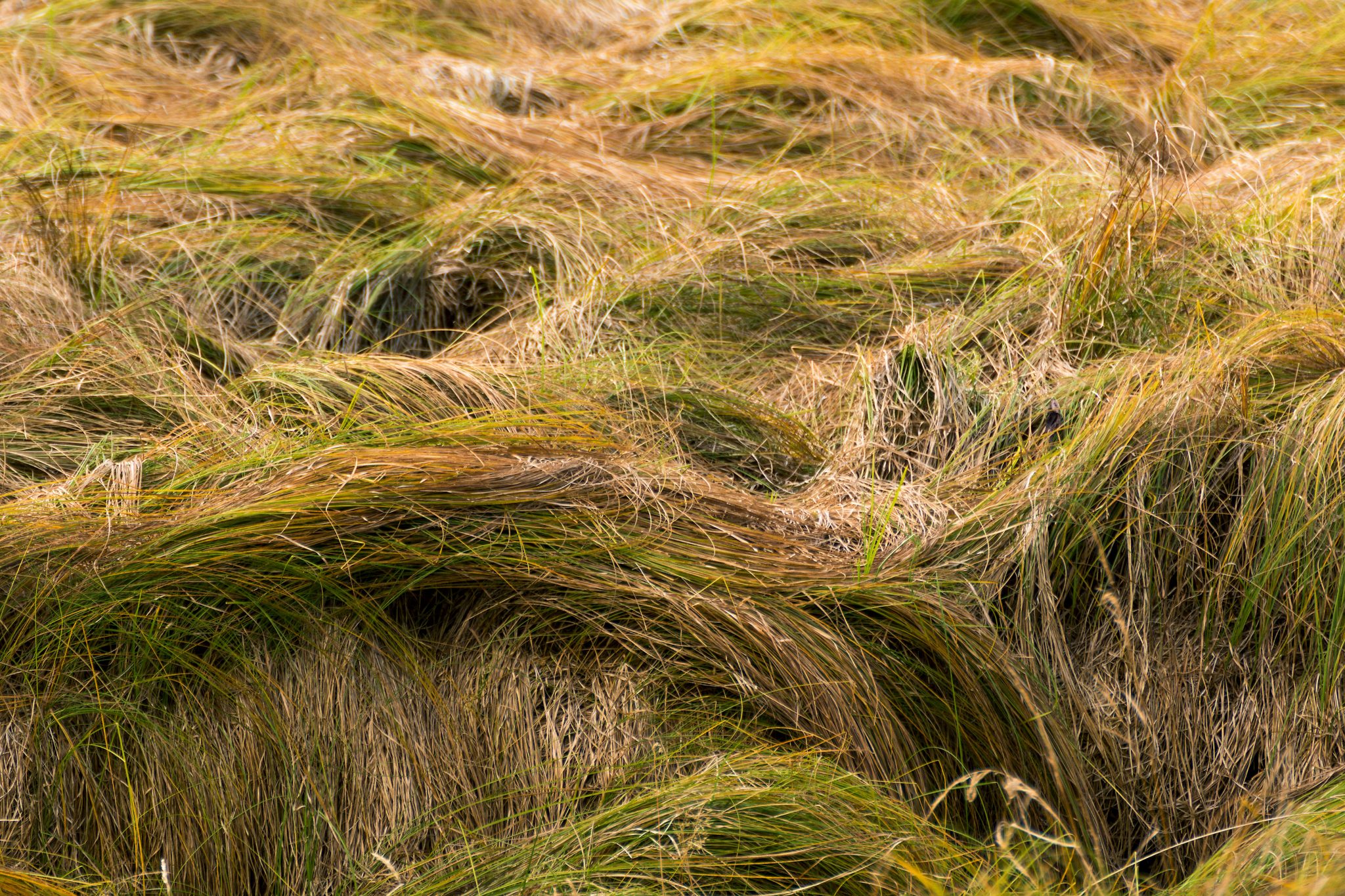 Wild Grass Waves on Meadow Close-Up | Copyright-free photo (by M. Vorel ...