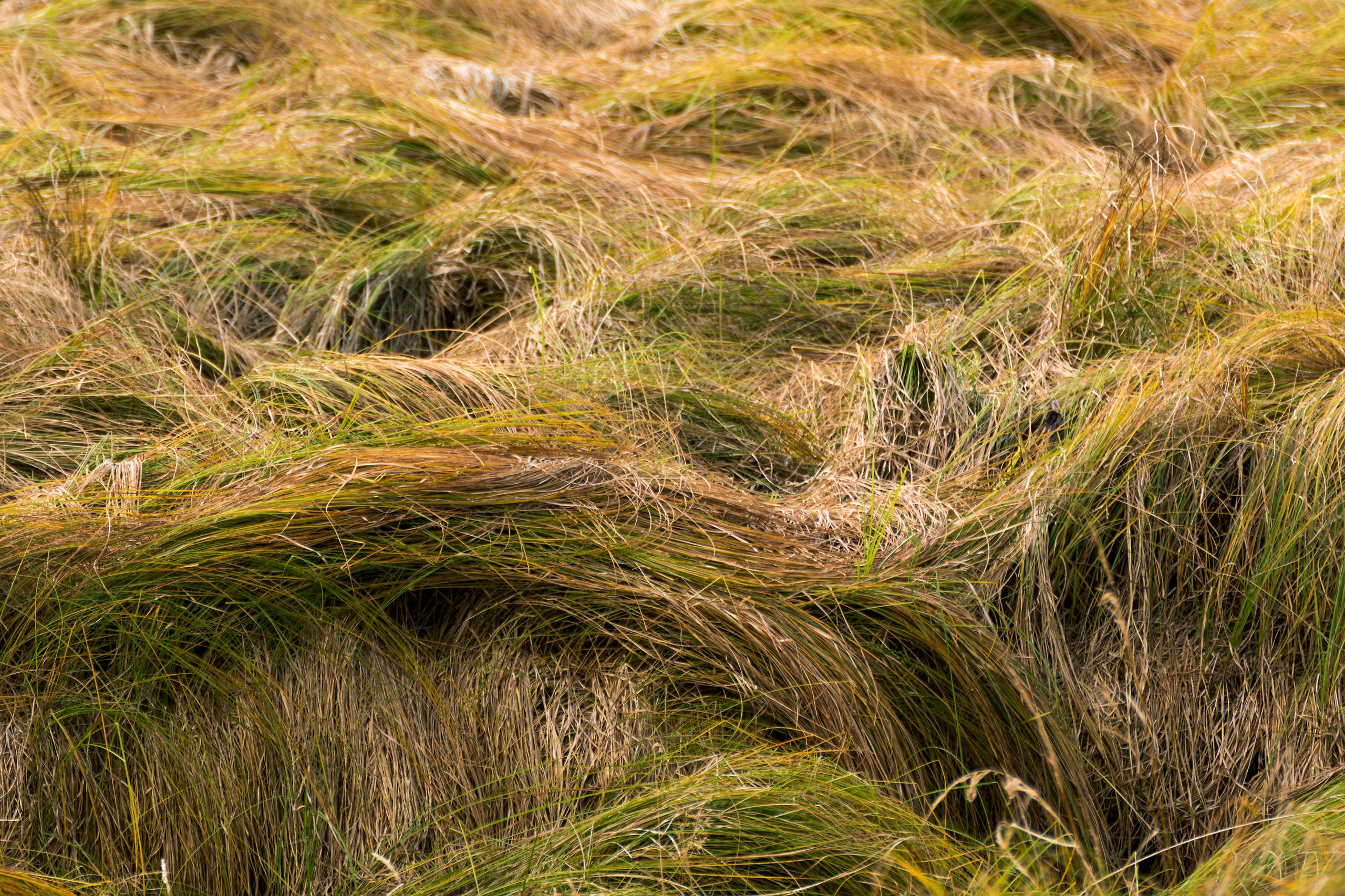 Wild Grass Waves on Meadow Close-Up | Copyright-free photo (by M. Vorel