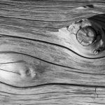 Forest wood texture