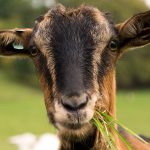 Portrait of a brown goat