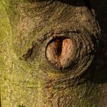 Eye on Tree Bark Eye on tree bark