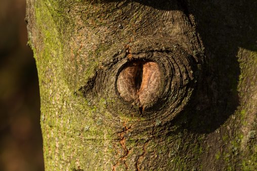 Oeil sur l'écorce des arbres