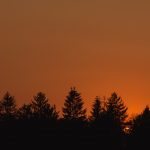 Forest silhouette in dusk