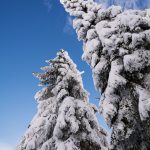 Frozen Trees Frozen trees