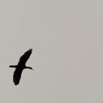 Great Cormorant Silhouette Great cormorant silhouette