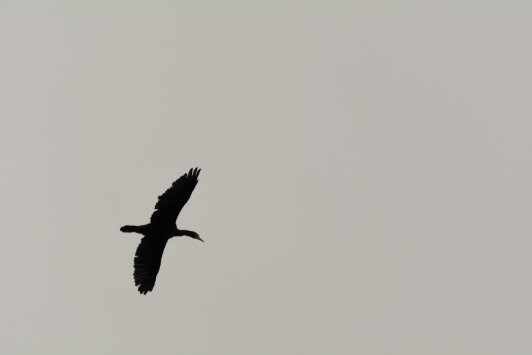 Great Cormorant Silhouette | Copyright-free photo (by M. Vorel) | LibreShot