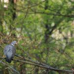 Pigeon in forest