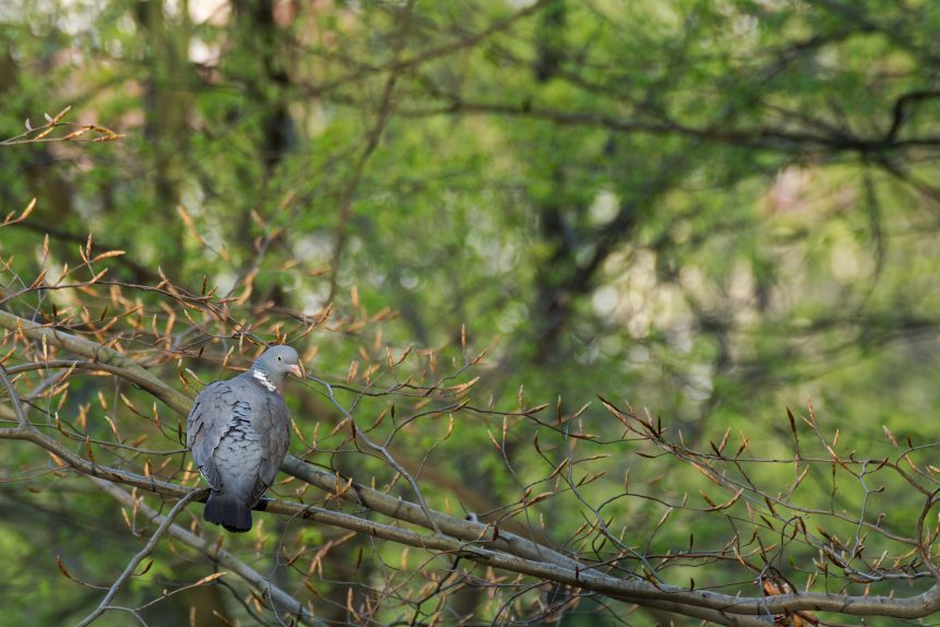 Pigeon in forest
