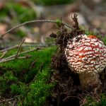 Poisonous mushroom