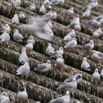Seagulls in the city