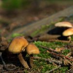 Small inedible mushrooms