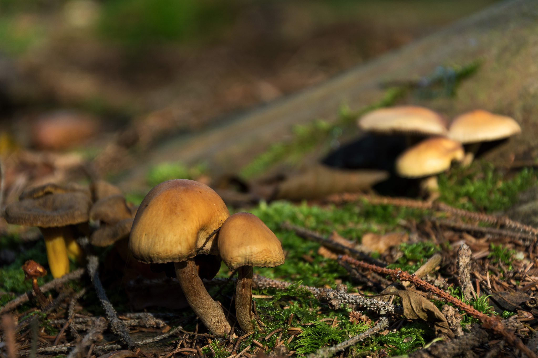 Small inedible mushrooms | Copyright-free photo (by M. Vorel) | LibreShot