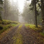 The Way in the Foggy Forest Way in foggy forest