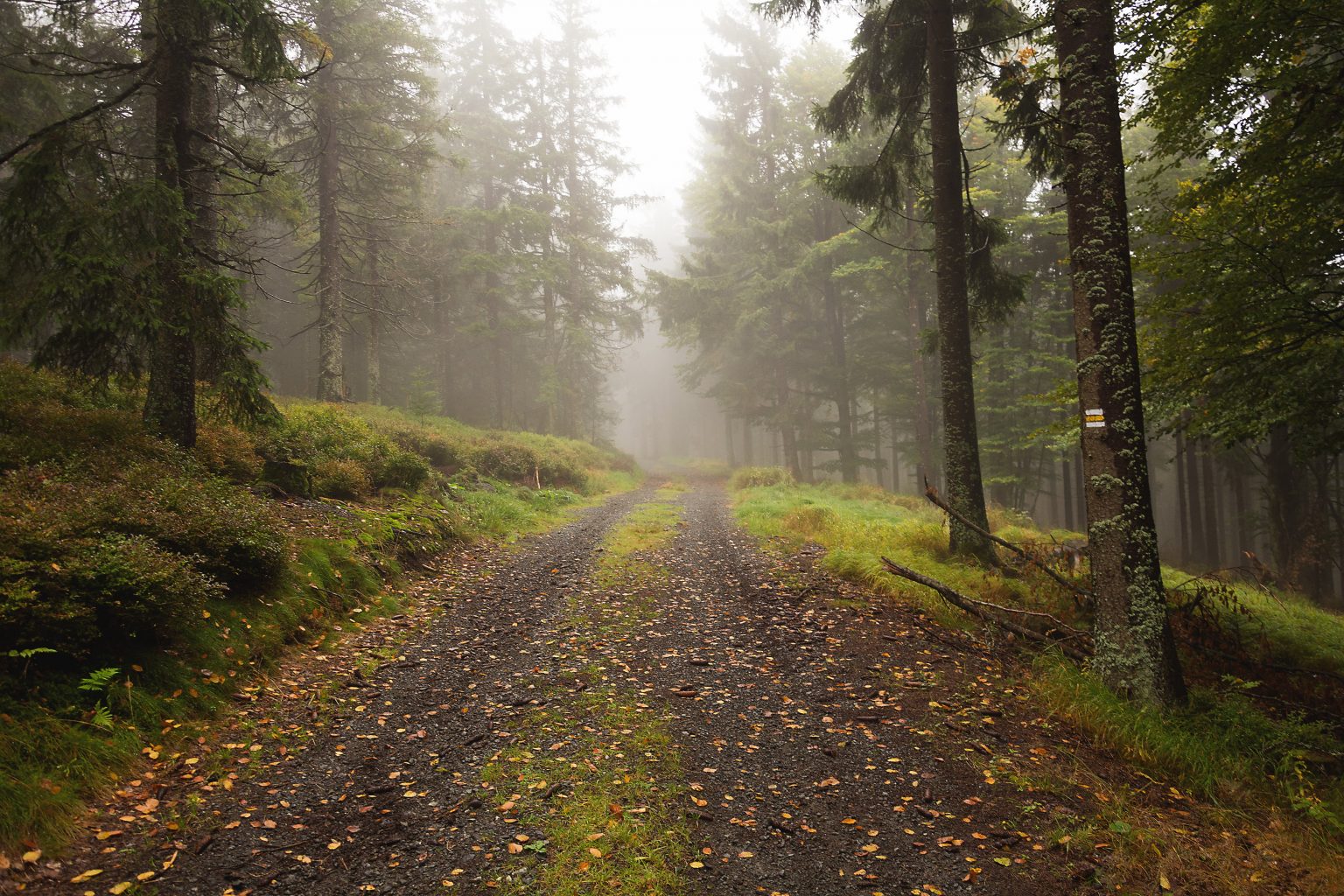 The Way In The Foggy Forest Copyright Free Photo By M Vorel