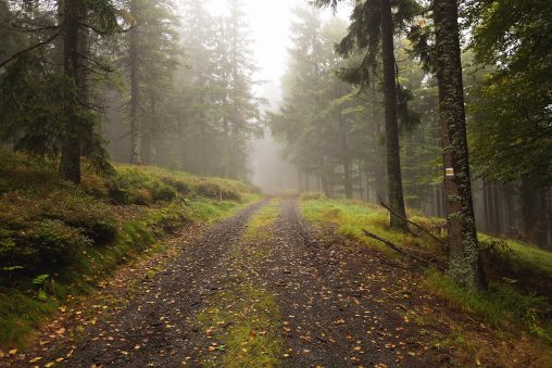 Jalan di Leuweung Berkabut