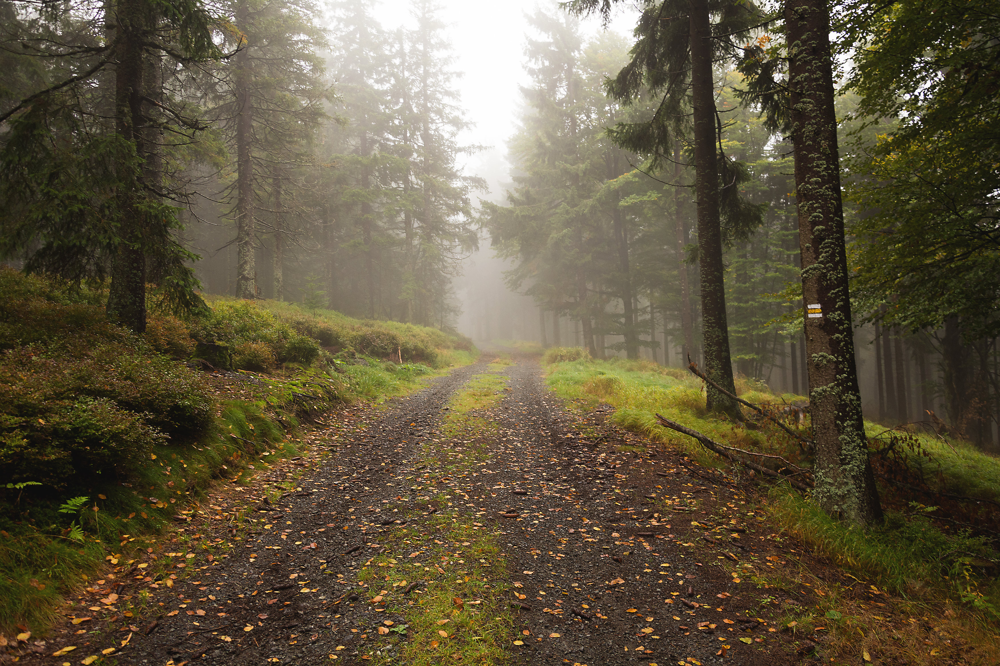 The Way in the Foggy Forest | Free Stock Photo | LibreShot